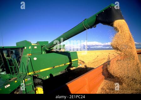 Ernte von Gerste in östlichen Idaho Stockfoto