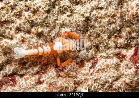 Commensal Kaiser Shrimp, Periclimenes Imperator Stockfoto