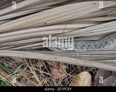 Die gebänderte Kukri-Schlange ( Oligodon fasciolatus ) im Wald, Schwarze Streifen auf dem Körper des braunen Reptils, giftiges Reptil versteckt unter braunen trockenen Blatt Stockfoto