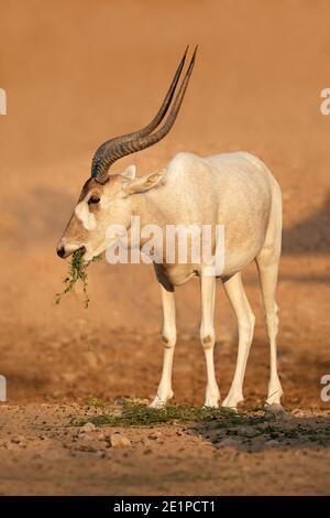 Vom Aussterben bedrohte Addax oder weiße Antilope (Addax nasomaculatus), Sahara-Wüste, Nordafrika Stockfoto