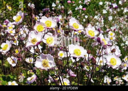 Schönheit Krautige Stauden Anemone hupehensis blüht Stockfoto