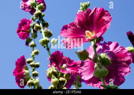 Alcea rosea Hollyhocks Mitte Sommer Bloomer Stockfoto