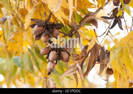 Pekannüsse auf einem Baum in einem Pekannüstgarten Stockfoto