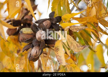 Pekannüsse auf einem Baum in einem Pekannüstgarten Stockfoto
