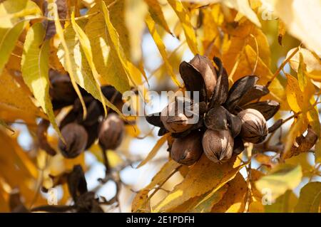 Pekannüsse auf einem Baum in einem Pekannüstgarten Stockfoto