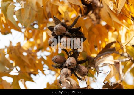 Pekannüsse auf einem Baum in einem Pekannüstgarten Stockfoto