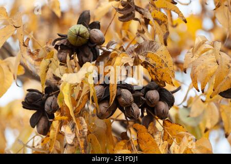 Pekannüsse auf einem Baum in einem Pekannüstgarten Stockfoto