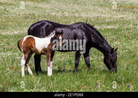 Schwarze Stute mit Pinto-hengstfohlen, grast auf Freilandfarmland im Süden Albertas, Kanada. Das colt schaut auf die Kamera. Stockfoto