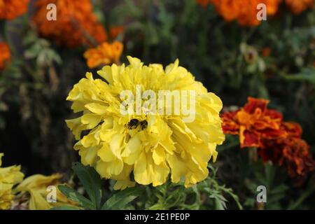 Duftende Blumen natürliche Fotoaufnahme in Dhaka, Bangladesch. Stockfoto