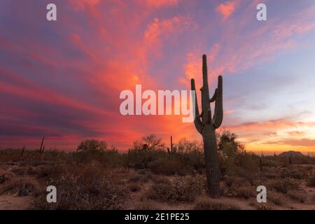 Ein farbenfroher Sonnenuntergang am Himmel mit Saguaro Kaktus über einer malerischen Landschaft in der Sonoran Wüste in Phoenix, Arizona Stockfoto