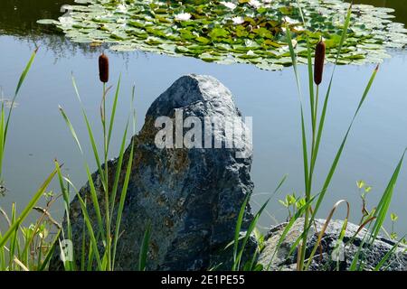 Stein am Gartenteich, Landschaft mit Bullrush Typha Stockfoto