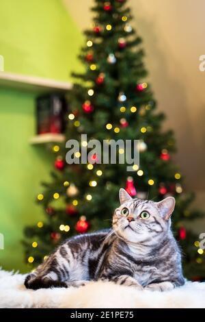 Britische Kurzhaarkatze silber tabby sitzt vor weihnachtsbaum Stockfoto