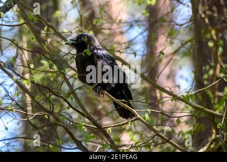 Selektiver Fokus für Foto. Rabenvogel, Corvus corax. Stockfoto