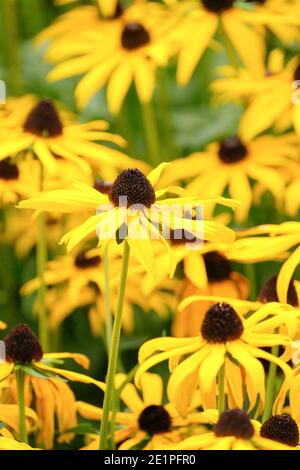 Rudbeckia fulgida sullivantii 'Goldsturm'. Koneblume 'Goldsturm', Echinacea 'Gelber Sturm'.Rudbeckia 'Goldsturm'. susan Goldsturm mit schwarzen Augen Stockfoto