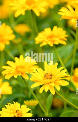 Tiefgelbe, halbdoppelte Blütenköpfe von Heliopsis helianthoides var. scabra 'Waterperry Gold'. Nordamerikanisches Ochsenauge „Waterperry Gold“ Stockfoto