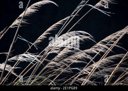 ToiToi natives Gras, Herbertville, Tararua Distirct, North Island, Neuseeland Stockfoto