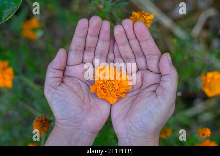 Die gelben Blüten sind bekannt als African Marigold, Aztec Marigold, Big Marigold und American Marigold in Frauenhand. Stockfoto