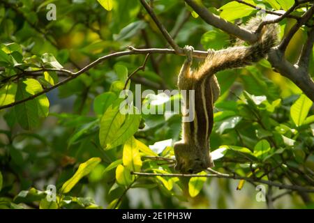 Eichhörnchen hängen und essen Guava Obst in Guava Baum. Cute Indian Palm Eichhörnchen Hängen Kopf Nach Unten Beim Essen Guava Früchte. Stockfoto