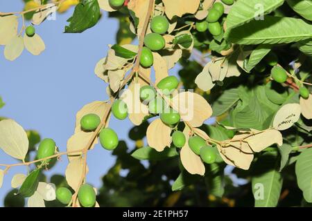 Rohe Jujube Früchte wachsen auf Bäumen, Jujube Garten in indien Stockfoto