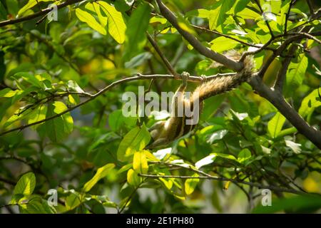 Eichhörnchen hängen und essen Guava Obst in Guava Baum. Cute Indian Palm Eichhörnchen Hängen Kopf Nach Unten Beim Essen Guava Früchte. Stockfoto