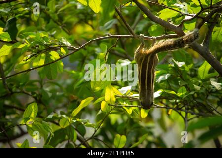 Eichhörnchen hängen und essen Guava Obst in Guava Baum. Cute Indian Palm Eichhörnchen Hängen Kopf Nach Unten Beim Essen Guava Früchte. Stockfoto