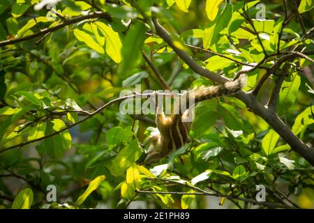 Eichhörnchen hängen und essen Guava Obst in Guava Baum. Cute Indian Palm Eichhörnchen Hängen Kopf Nach Unten Beim Essen Guava Früchte. Stockfoto