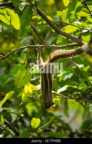 Eichhörnchen hängen und essen Guava Obst in Guava Baum. Cute Indian Palm Eichhörnchen Hängen Kopf Nach Unten Beim Essen Guava Früchte. Stockfoto