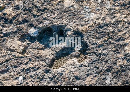 Ichnite, fossile Spur, Fußabdruck, Enteledon, Sant Mateu de Bages, Katalonien, Spanien Stockfoto