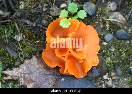 Aleuria aurantia, bekannt als der Orangenschalen-Pilz, Wildpilz aus Finnland Stockfoto