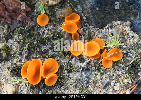 Aleuria aurantia, bekannt als der Orangenschalen-Pilz, Wildpilz aus Finnland Stockfoto