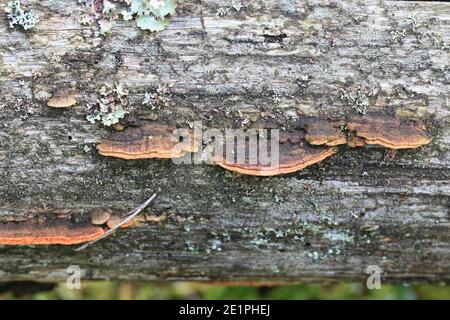 Phellinus viticola, brauner Polypore aus Finnland ohne gebräuchlichen englischen Namen Stockfoto