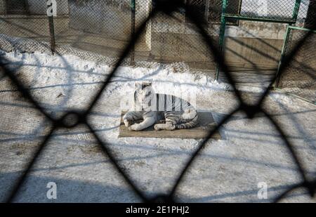 Schöne weiße Tiger liegend auf Holzbrett und Schnee im Käfig. Zaun Gitter im Vordergrund. Stockfoto