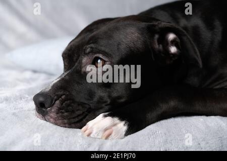 Amerikanischer Pitbull Terrier. Nahaufnahme. Stockfoto