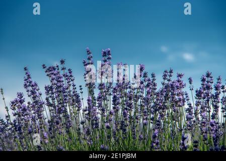 Lavendelblüten am blauen Himmel, Nahaufnahme mit selektivem Fokus, Textraum Stockfoto