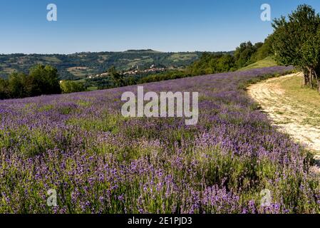 Lavendelfelder Landschaft auf den Hügeln in Sale San Giovanni, Langhe, Provinz Cuneo Italien, auf blauem Himmel Stockfoto