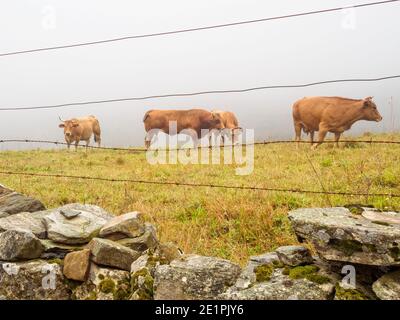 Weidevieh im Morgennebel hinter einer Steinmauer und Stacheldrahtzaun - Laguna de Castilla, Kastilien und Leon, Spanien Stockfoto