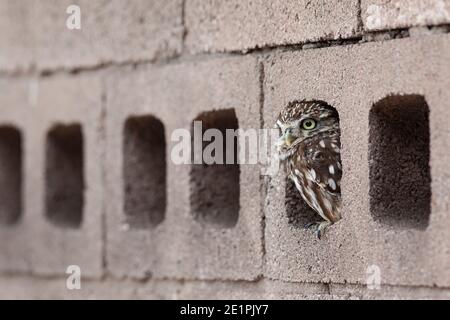 Kleine Eule (Athene noctua), kontrolliert, Cumbria, Großbritannien Stockfoto