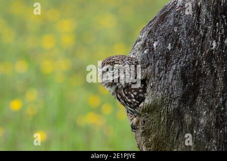 Kleine Eule (Athene noctua), kontrolliert, Cumbria, Großbritannien Stockfoto