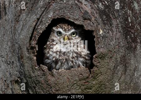 Kleine Eule (Athene noctua), kontrolliert, Cumbria, Großbritannien Stockfoto