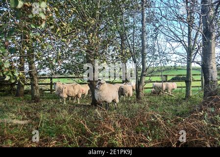 Herde von Schafen grasen und Ruhe neben den Bäumen. Schaffarm in Co. Dublin, Irland Stockfoto