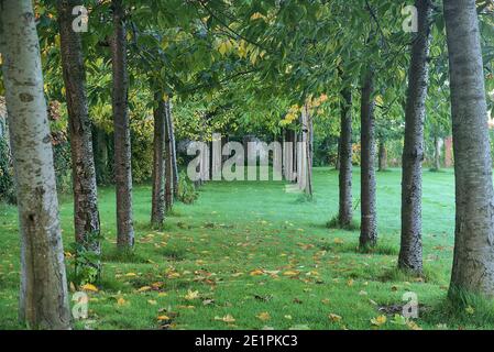 Schöne enge Allee von Kirschbäumen mit herbstlichen bunten Blättern auf dem Gras, Dublin, Irland. Wechsel der Jahreszeiten. Baumstämme Baumstämme Tunnel Stockfoto