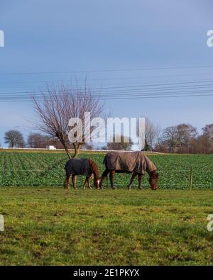 Zwei Pferde mit Bettdecken fressen friedlich Gras auf dem Ackerland Weide in Südschweden im Winter Stockfoto