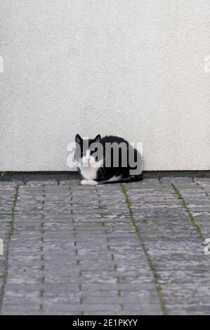 Schwarz-weiße Katze sitzt auf der Auffahrt neben weiß Wand Stockfoto