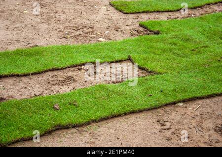 Rasen - Laying grünen Rasen mit Rollrasen Stockfoto