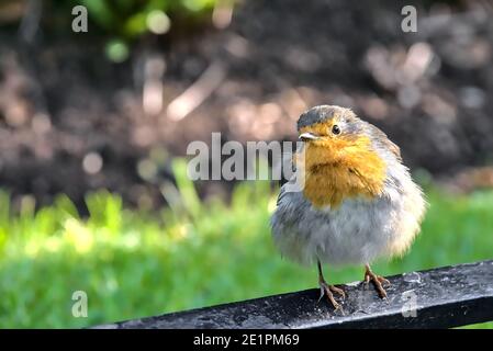 Wunderschöne Nahaufnahme des europäischen Robin Vogels auf der Metalleinfassung neben Rasen im St. Stephen's Green Park am herbstlichen Morgen in Dublin Stockfoto