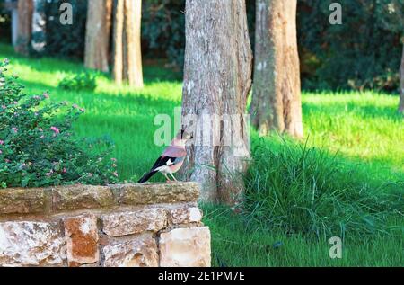 Jay auf dem Hintergrund von Bäumen und grünem Gras in Israel Stockfoto