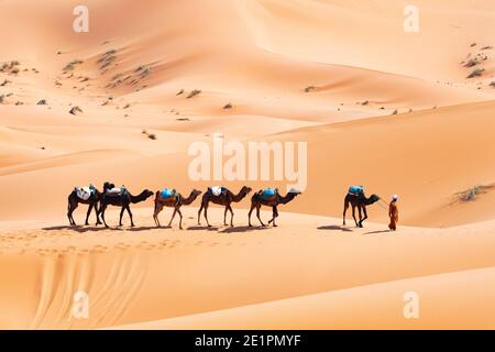 (Selektiver Fokus) atemberaubende Aussicht auf einen beduinen, der Kamele auf den Sanddünen in Merzouga, Marokko reitet. Merzouga ist ein kleines Dorf im Südosten Marokkos Stockfoto