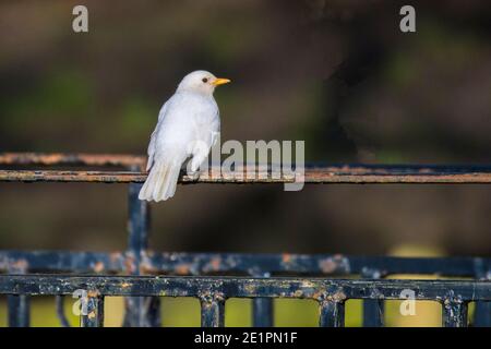 Leucistic White Blackbird Turdus merula Stockfoto