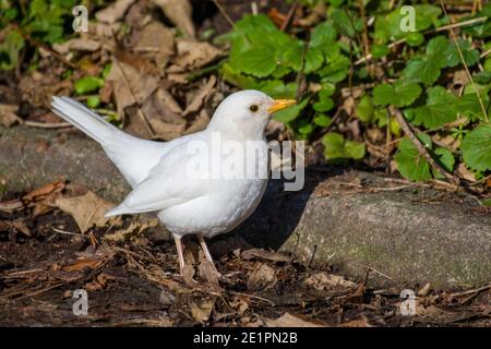 Leucistic White Blackbird Turdus merula Stockfoto