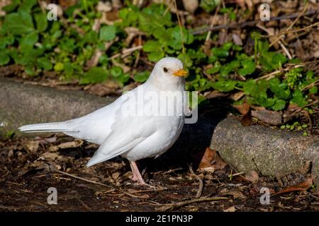 Leucistic White Blackbird Turdus merula Stockfoto